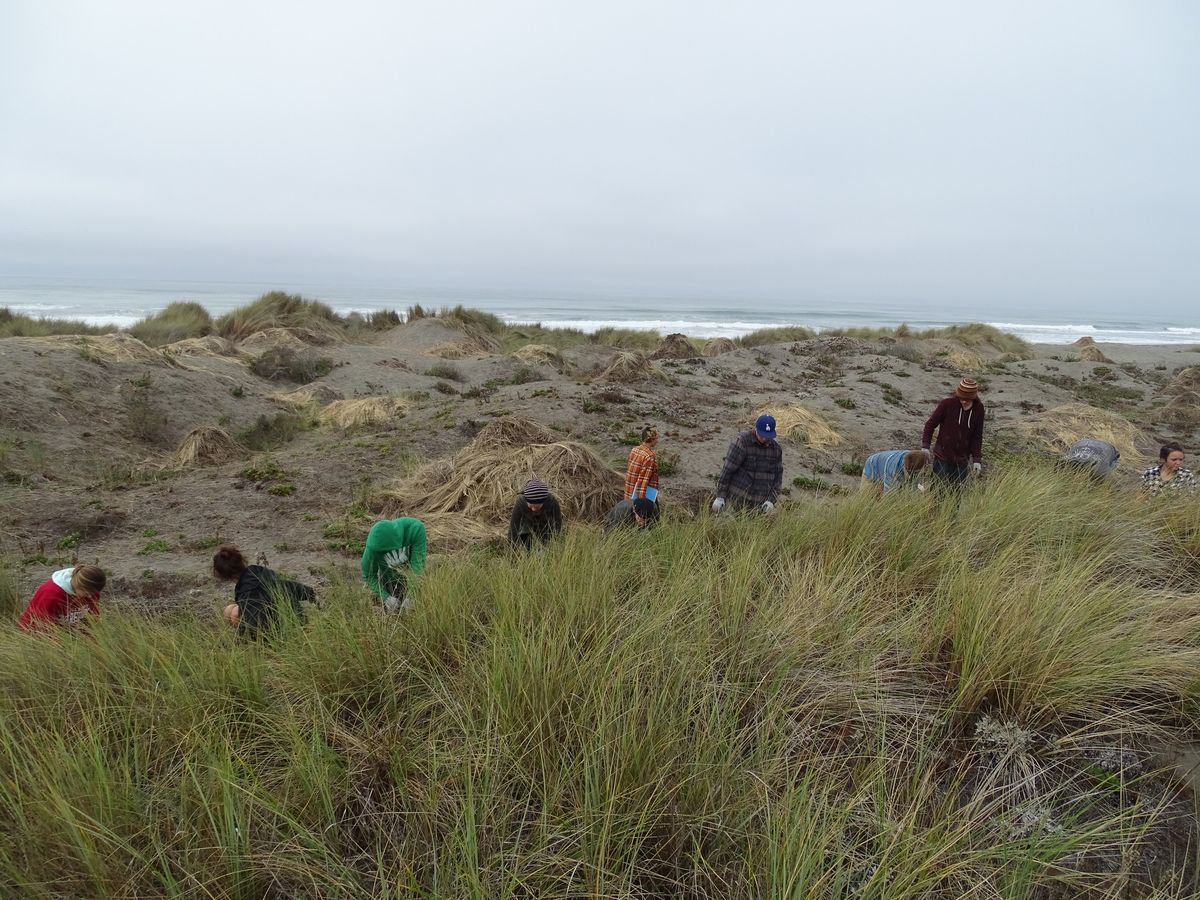 Dune Ecosystem Restoration Volunteer Work Day