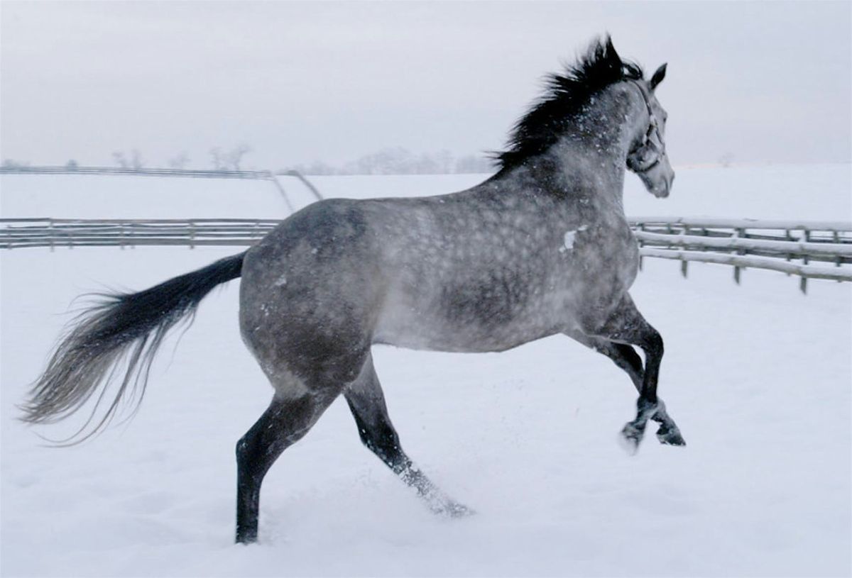 Gallop Into The Holidays 2025