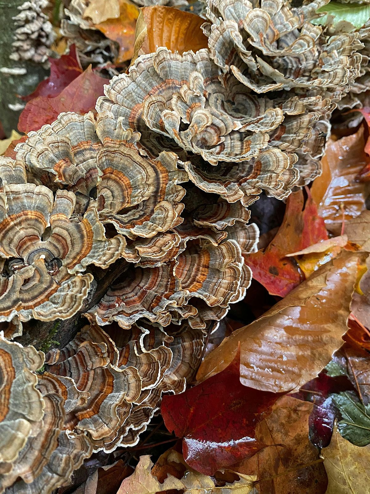 Hays Woods Ranger Guided Hike- Mushrooms