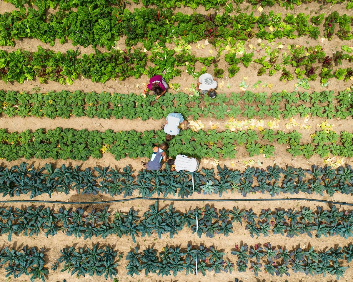 U-PICK HARVEST