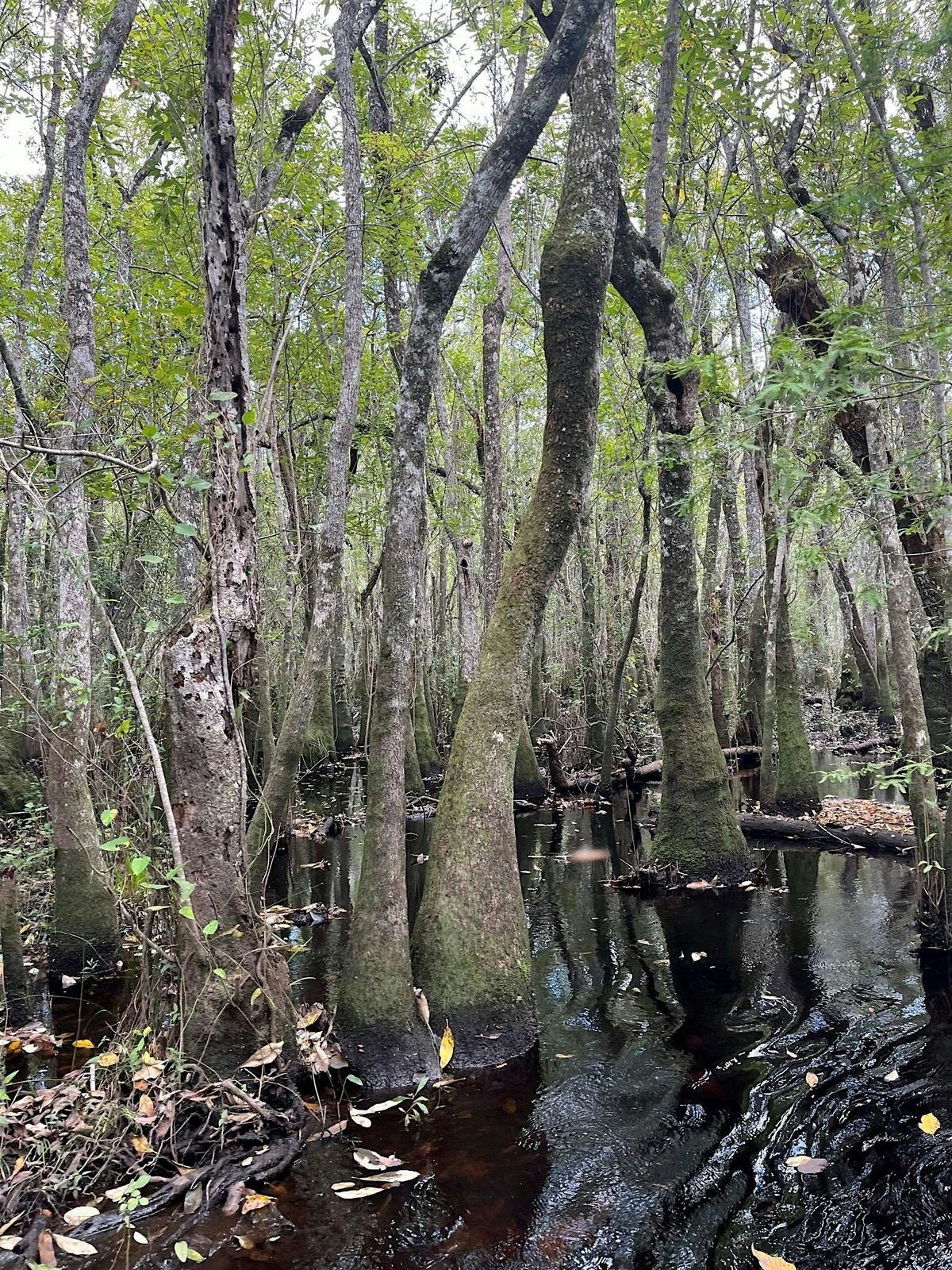 Apalachicola River and Floodplain Exploration