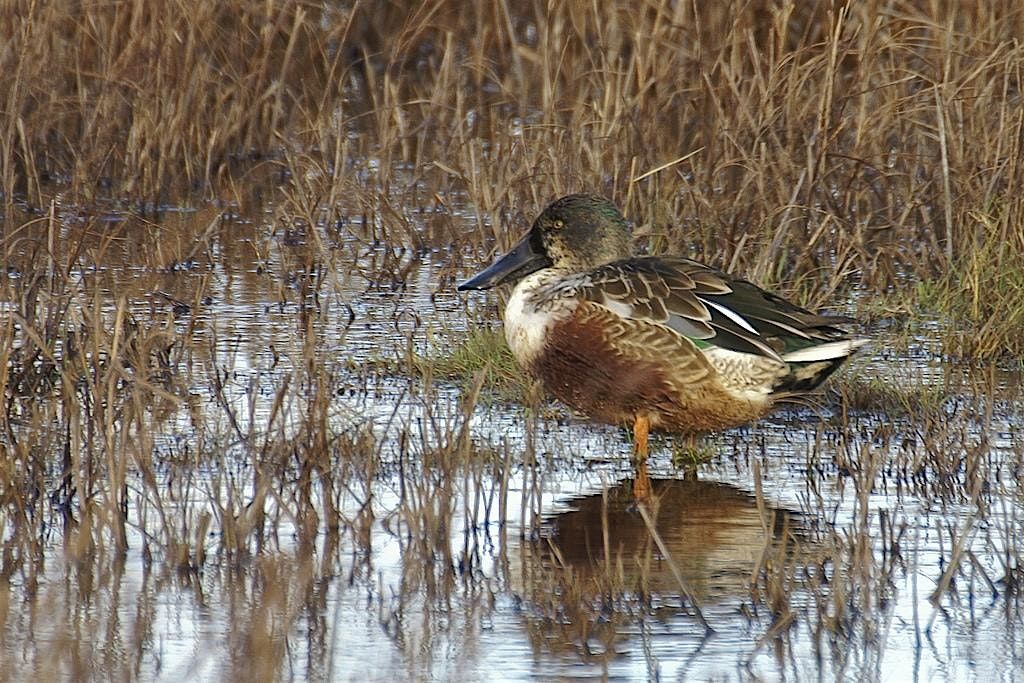 Guided Walk: Autumn Birds