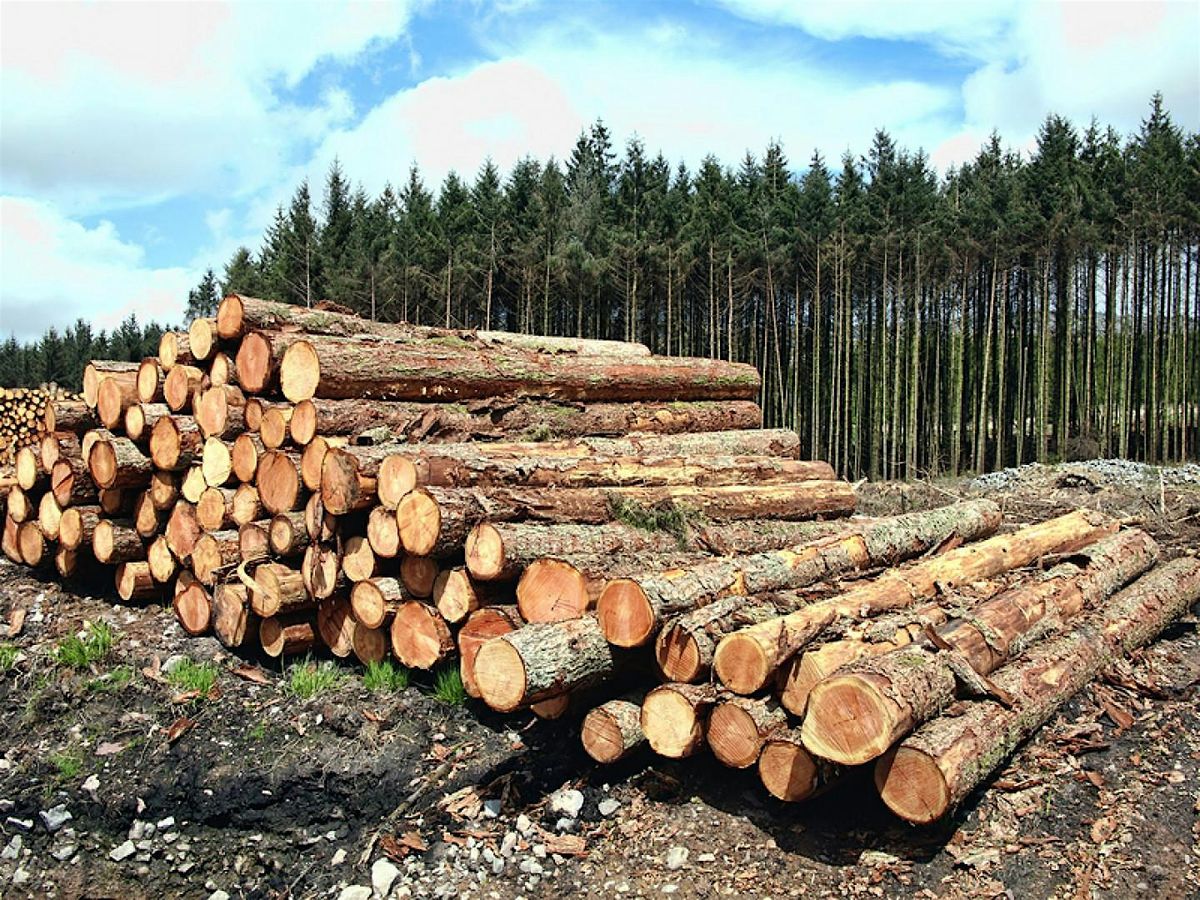 What's going on in the SC Timber Industry?