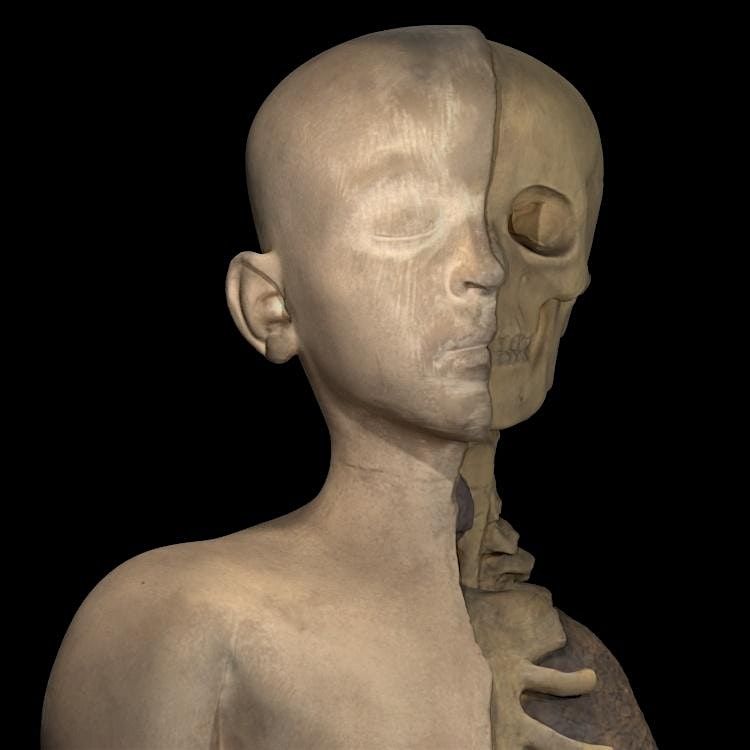 Anatomical Museum, Public Open Day, Saturday 29th November