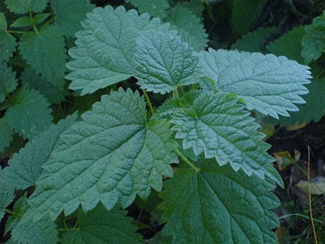 Nettles and How to Make an Infusion