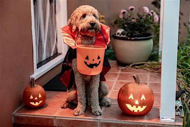 8th Annual Howling Halloween 5K and Dog Walk