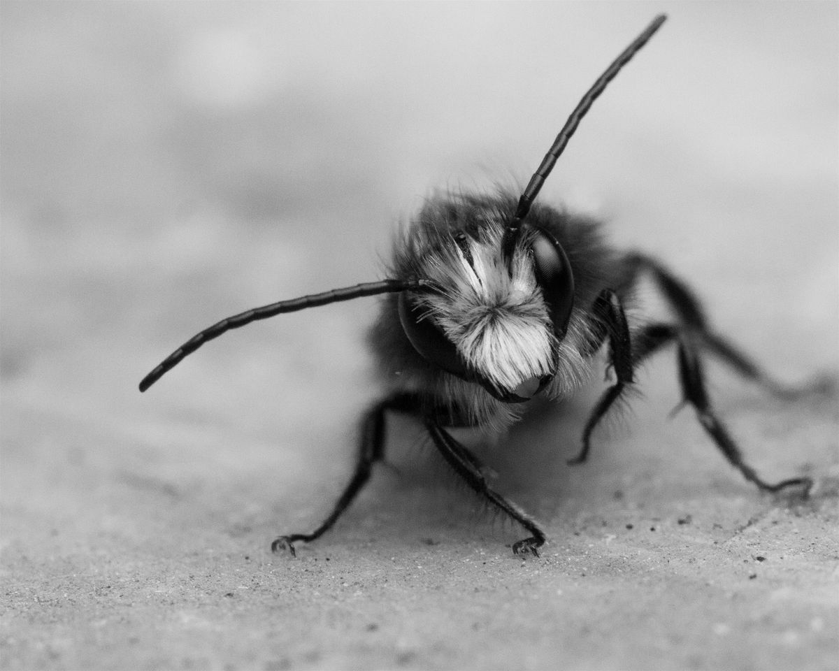 Mason Bees Unwrapped: The Art & Science of Cocoon Harvesting