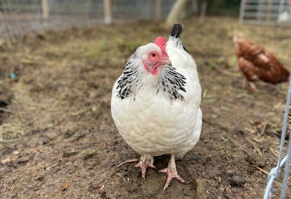 Chicken Keeping Basics