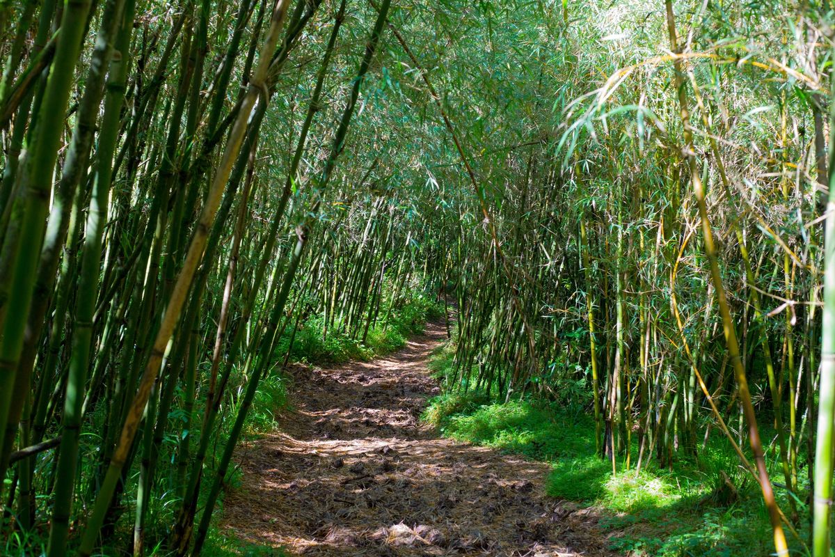 Hikemaniak Elephant Hill Hike