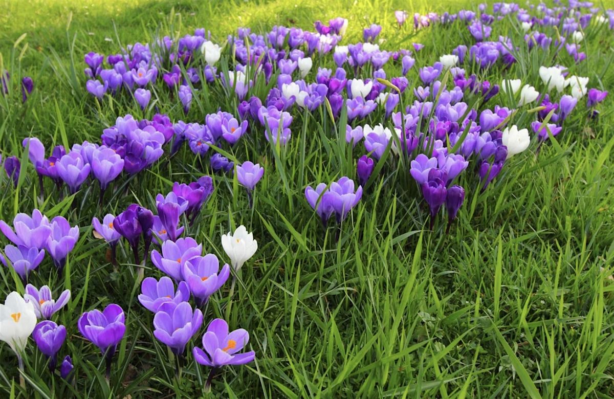 Planting Bulbs & Community Gardening at  Whittington Park, N19