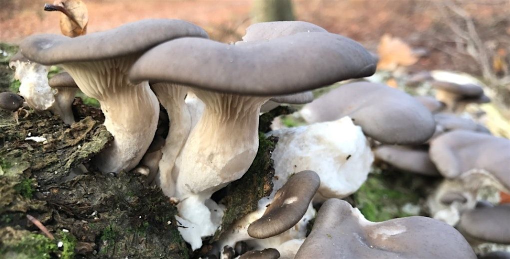 Fungi on the Farm