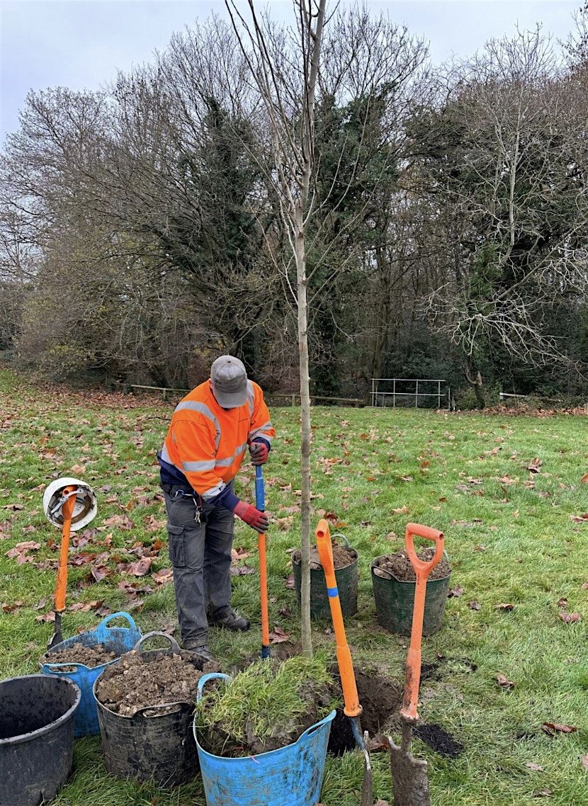 Tree planting and aftercare