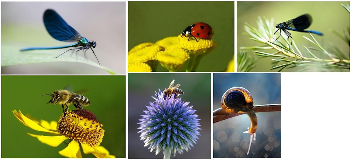 Organic Pest & Disease Management