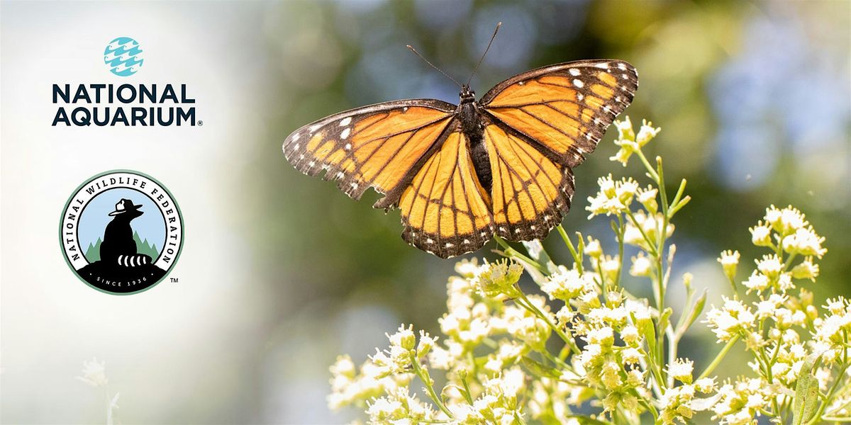 September Oriole Garden Maintenance