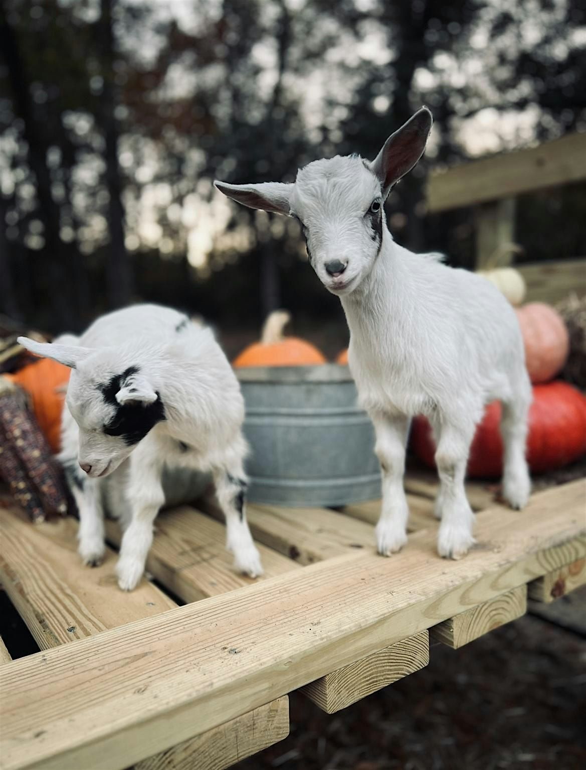 Baby Goat Cuddles!