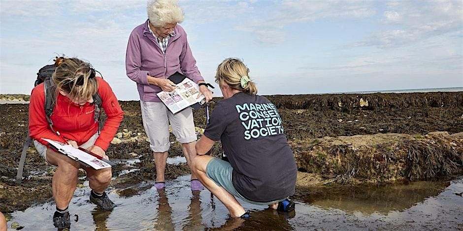 Big Seaweed Search - Merkinch LNR