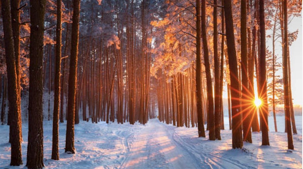 Roots Of The Season: Healing Wisdom for Wellness & Balance, Winter Workshop