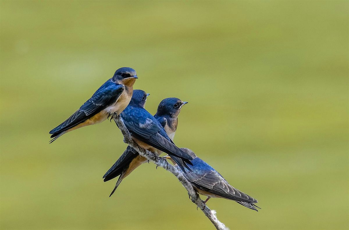 Accessible Birding: Lucky Peak State Park