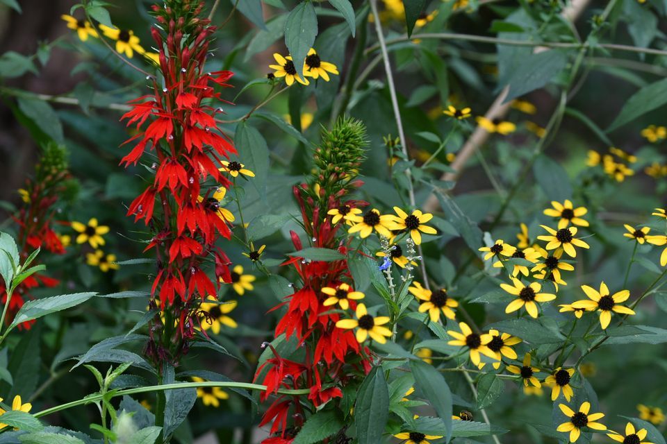 Speaker Series Adding Native Plants to Your Intown Landscape, Trees