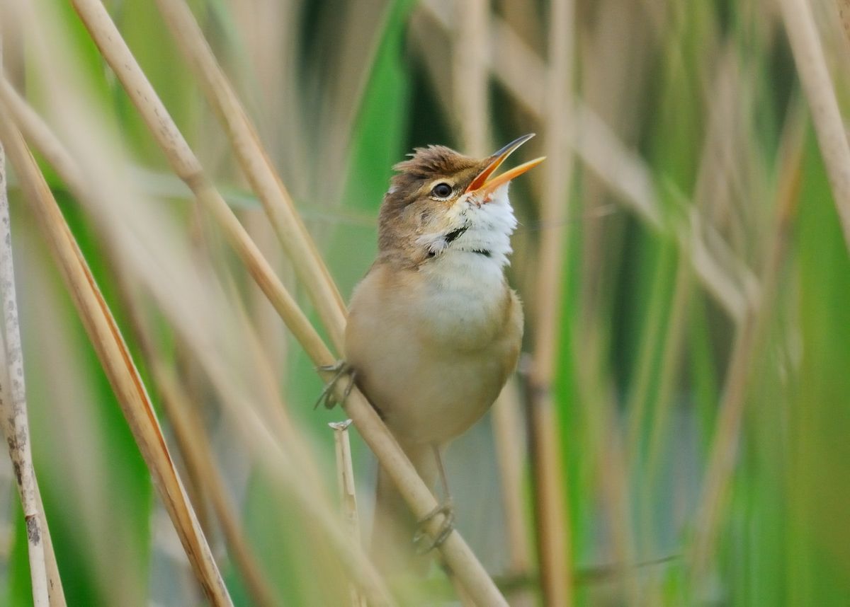 Birdsong Workshop