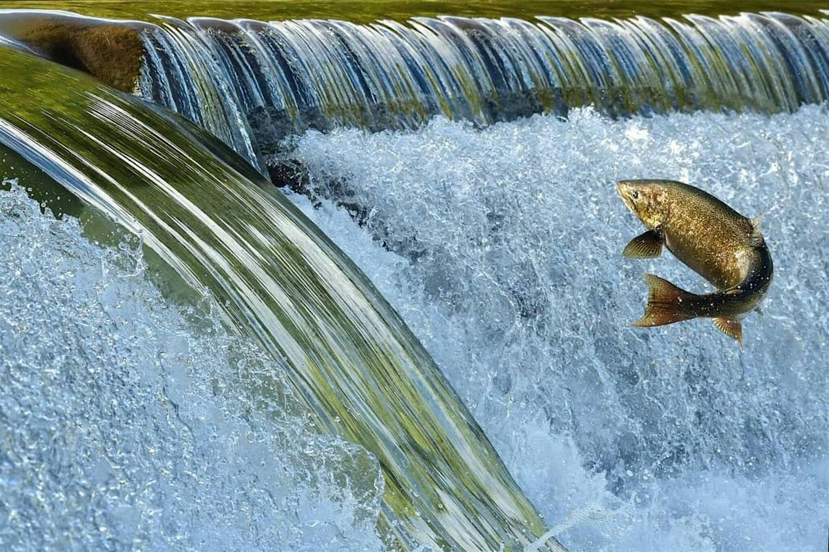 Salmon Watch - Oct 30 @ North Mountain Park