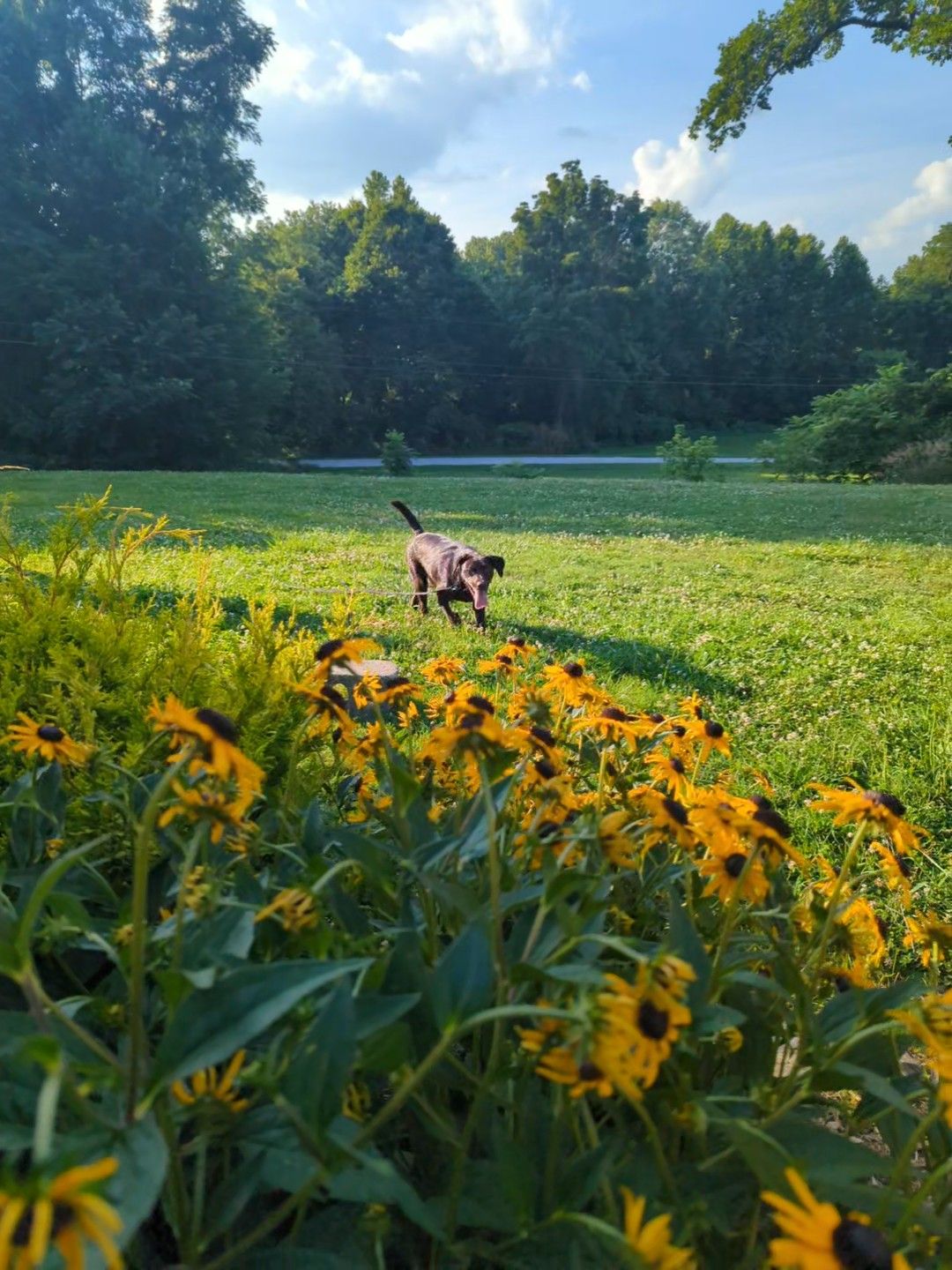 Dog Days of Summer