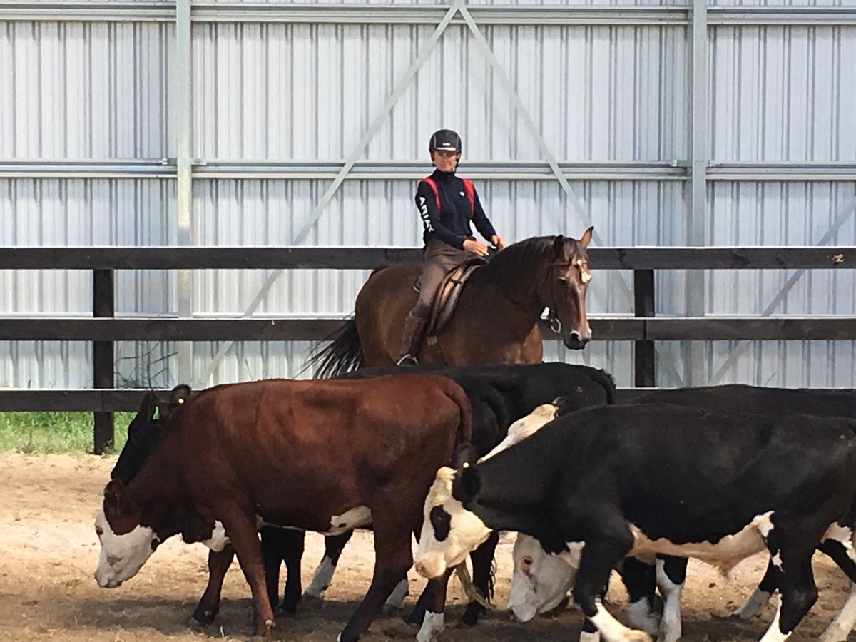 Cattle Clinic