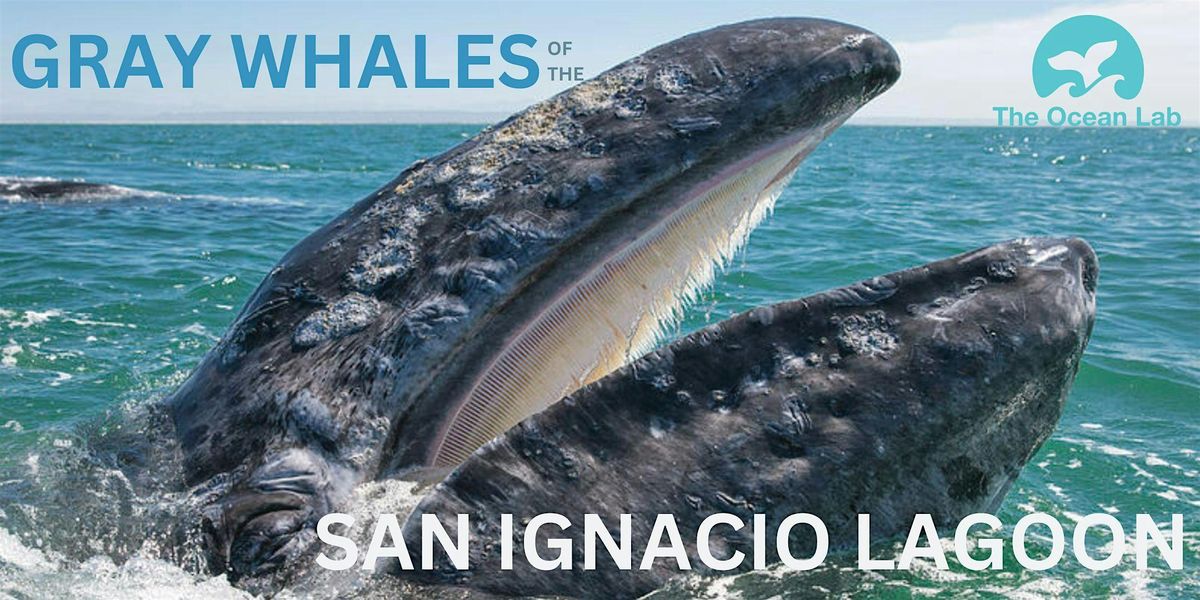 The Gray Whales of San Ignacio Lagoon \u2013 High School level