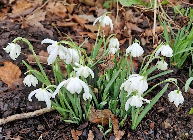 Snowdrop Sunday - Grounds of West Wycombe Park