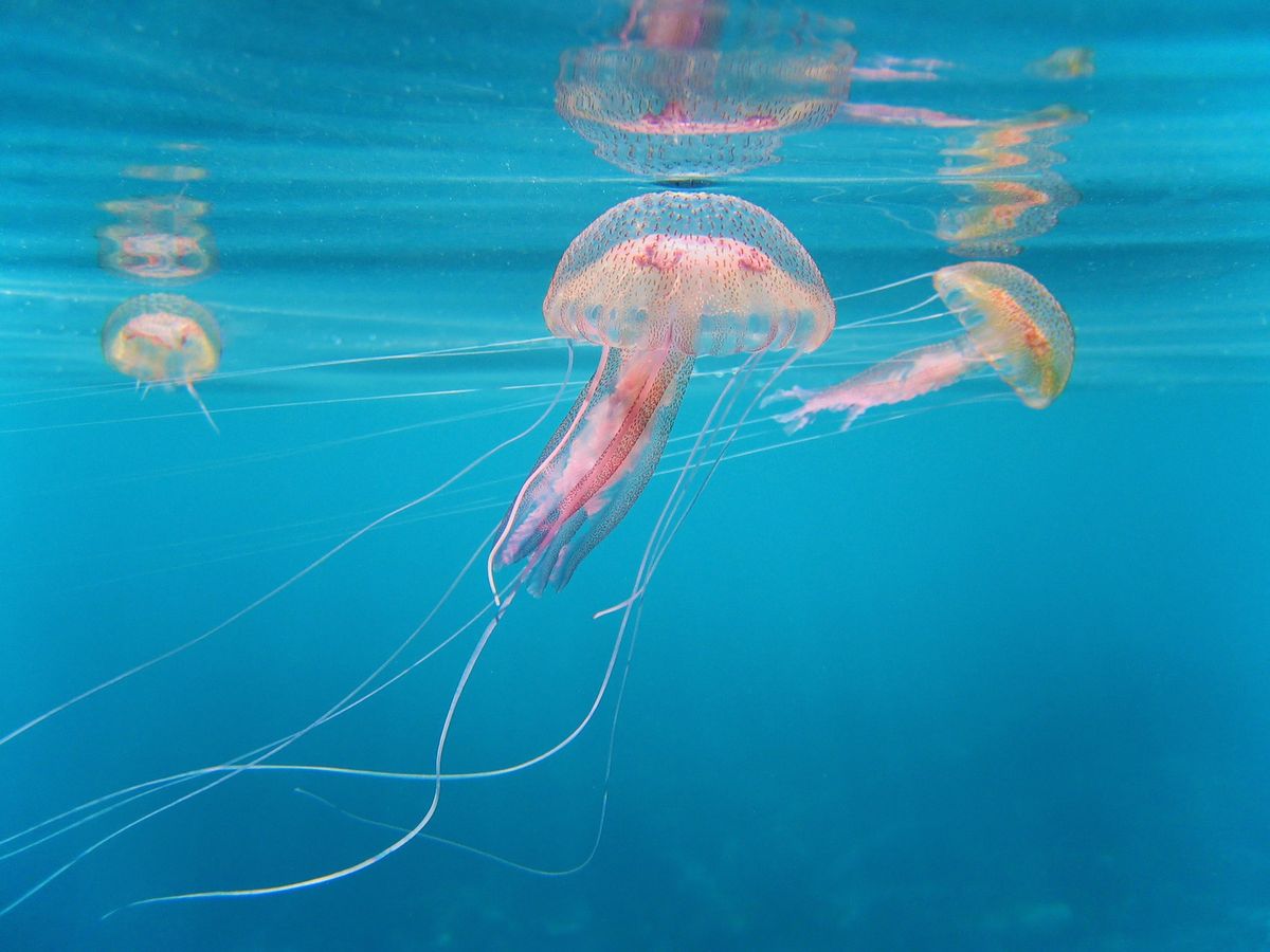 Jellyfish Jamboree