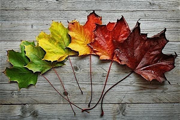 Embrace the Shift - Autumn Equinox Half Day Retreat