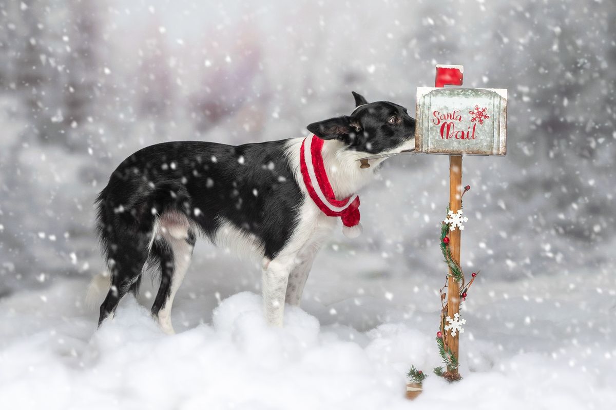 Holiday Mini-Sessions \/ You've Got Mail at the North Pole 