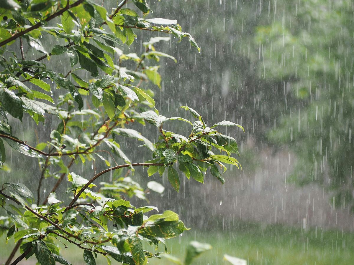 Rain Gardens 101 with EMSWCD at Stark