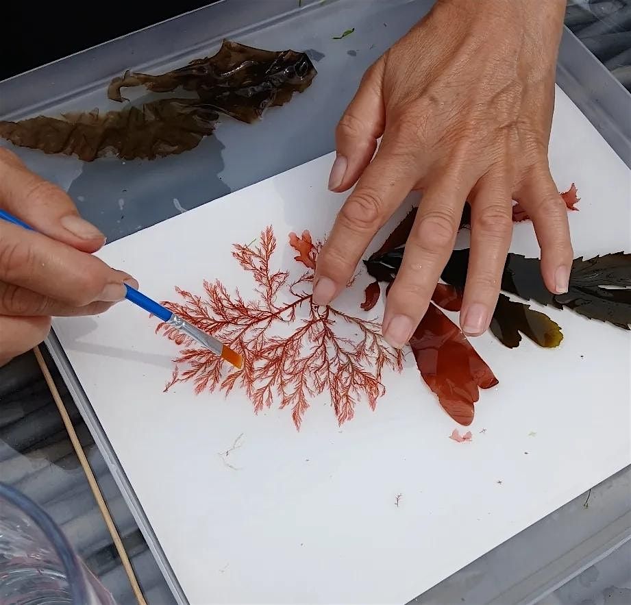 Seaweed Pressing Workshop (4 hr) - BROADSTAIRS