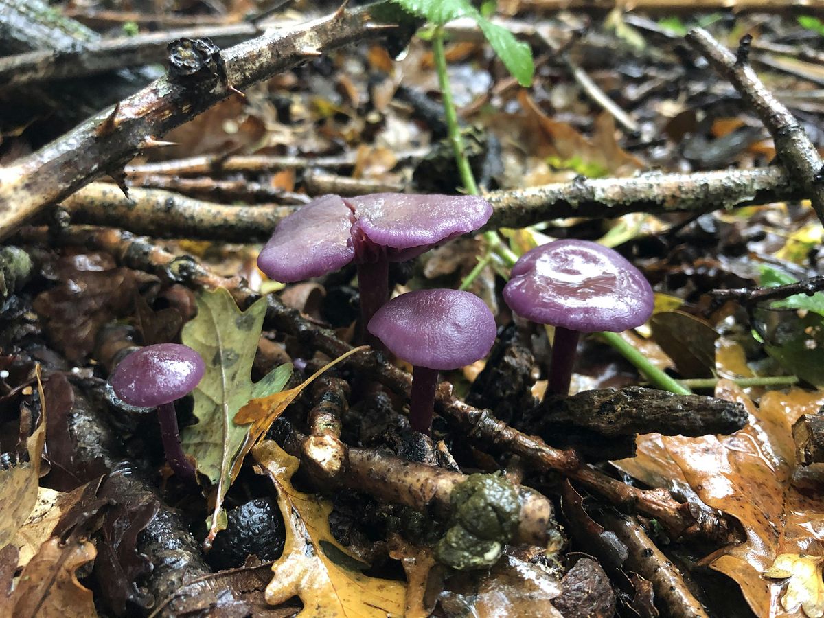 Secrets of the Soil: Digging Deep for Nature's Recovery