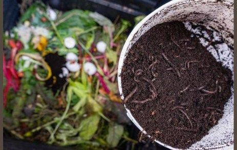 Composting with Worms Workshop