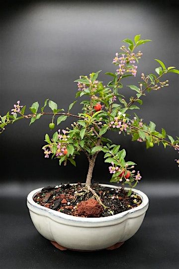Bonsai Lesson at 3 Bridges Brewing 21+