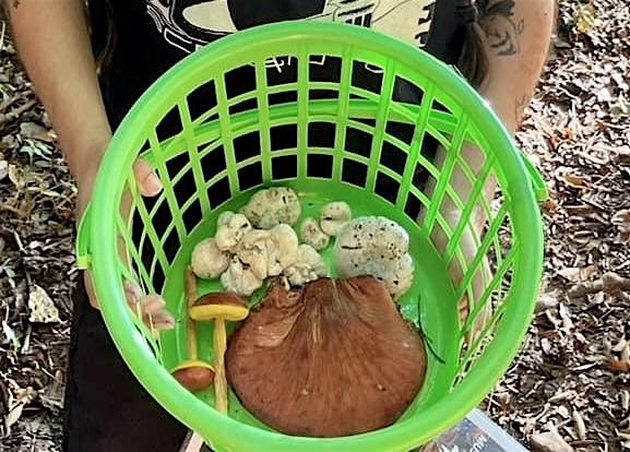 Fall Fungi Forage