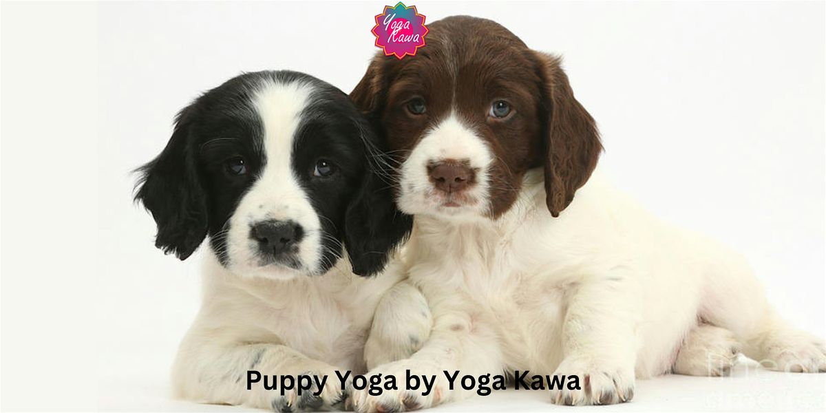 Puppy Yoga by Yoga Kawa Toronto with Springer Spaniel