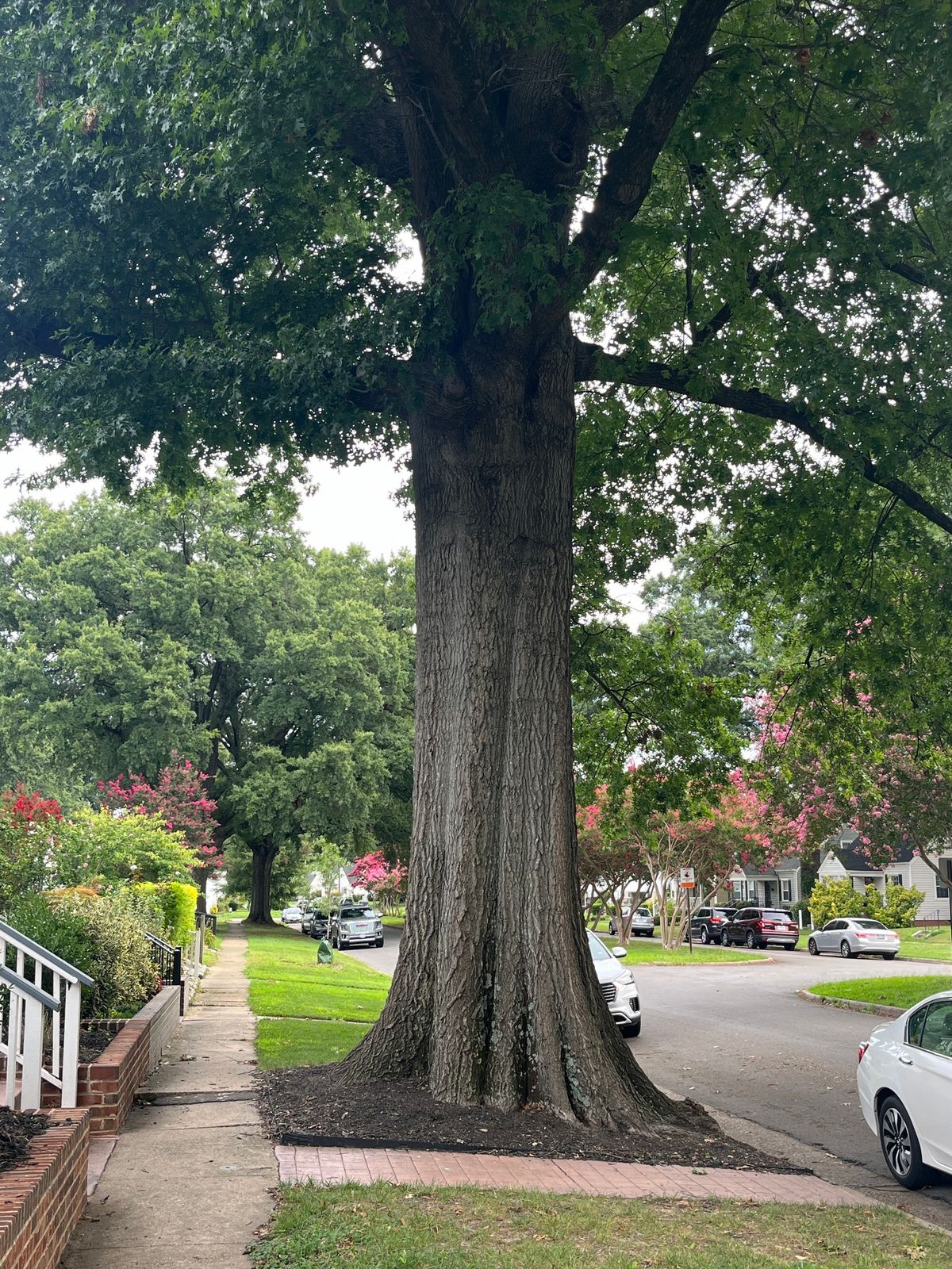 Caring for Old Trees Workshop - Northside Richmond