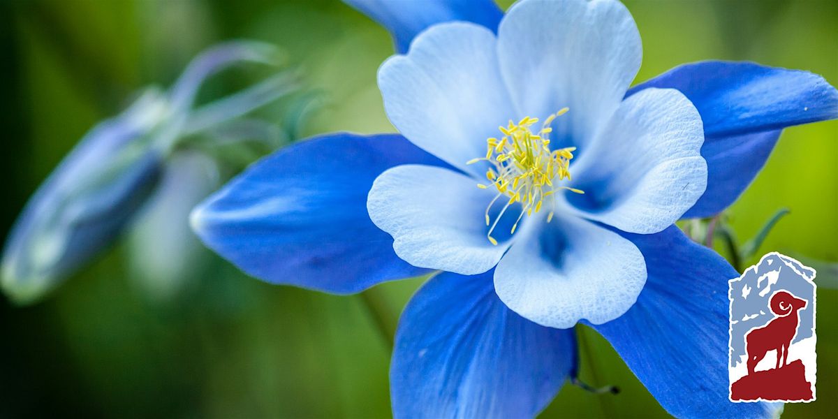 Unlocking Plant ID: Using Botanical Keys in Rocky Mountain National Park