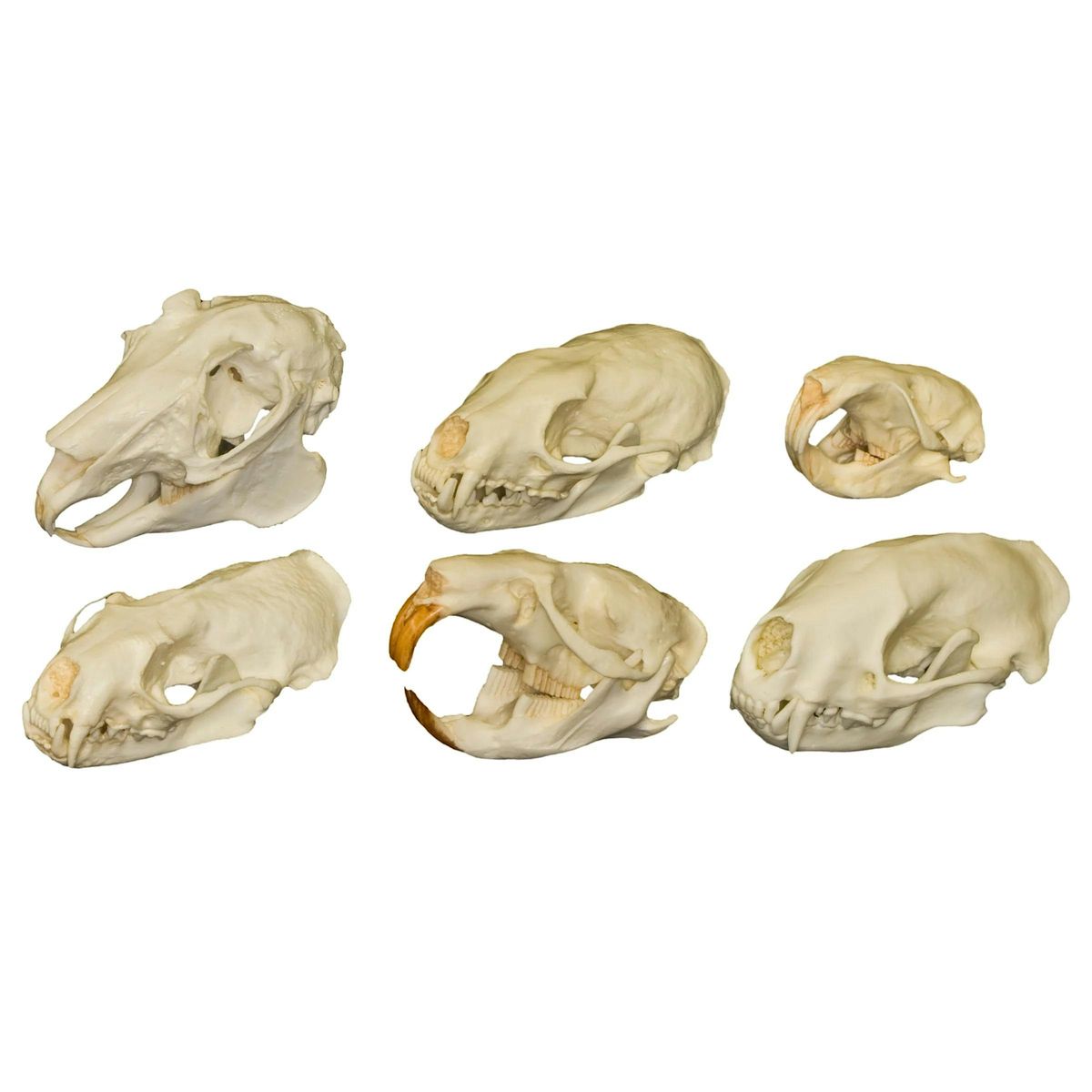 Skull Identification