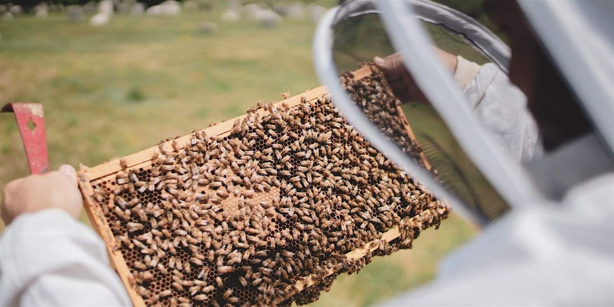 FREE CLASS: Beekeeping 101