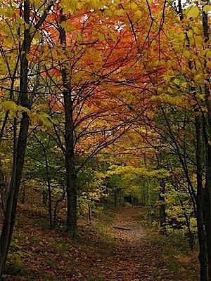 A Fall Tree-mendous Hike