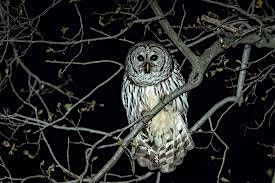 Nocturnal Wildlife Walk