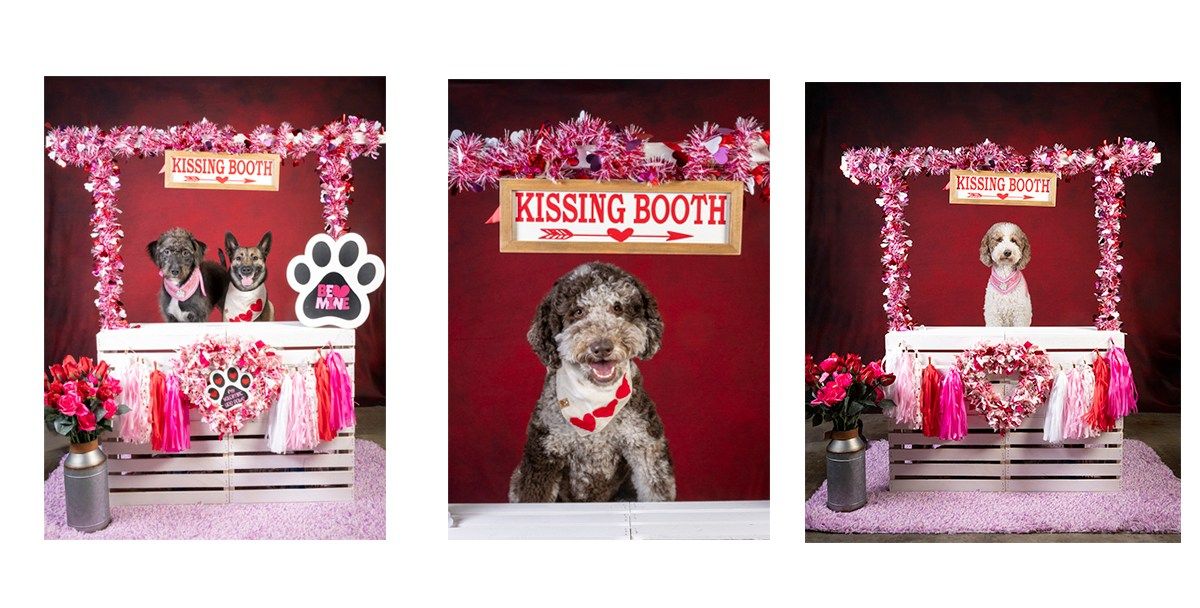 Smooch the Pooch - Valentine Photos