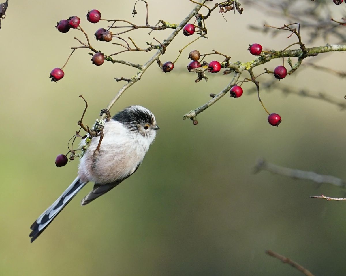 Tweet talk - in-depth birdsong workshop