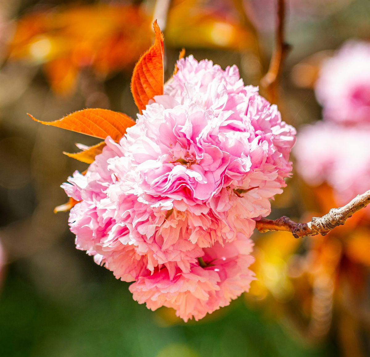Spring House & Garden Inspections