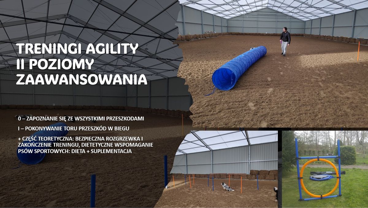 Treningi agility przez ca\u0142y rok 