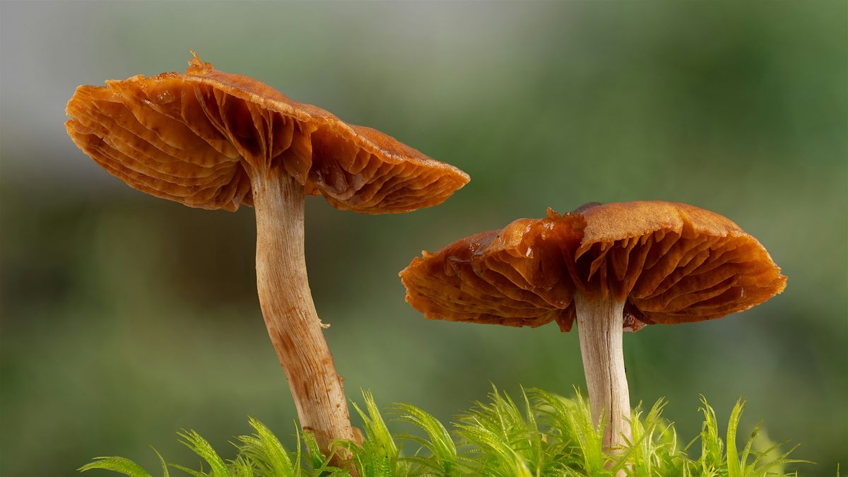 Introduction to Foraging Fungi